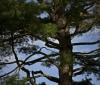 Nature Image