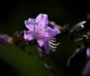 Nature Image