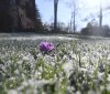 Nature Image