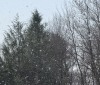 Nature Image