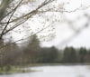 Nature Image