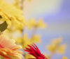 Nature Image