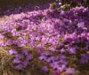 Nature Image