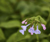 Nature Image