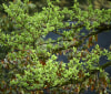 Nature Image