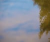 Nature Image