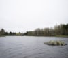 Nature Image