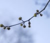 Nature Image