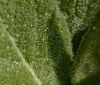 Nature Image