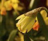 Nature Image