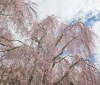 Nature Image