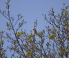 Nature Image
