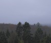 Nature Image