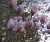 Nature Image