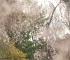 Nature Image