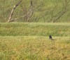 Nature Image