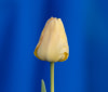 Nature Image