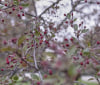 Nature Image