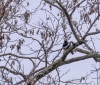 Nature Image