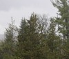 Nature Image
