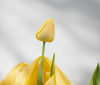 Nature Image