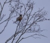 Nature Image