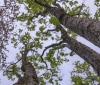 Nature Image