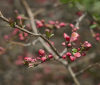 Nature Image