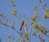 Nature Image