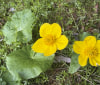 Nature Image