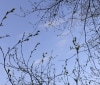Nature Image