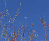 Nature Image