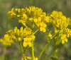 Nature Image