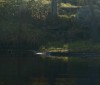 Nature Image