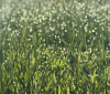 Nature Image