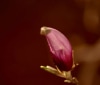 Nature Image