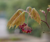 Nature Image
