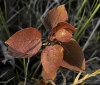 Nature Image