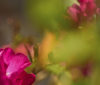 Nature Image