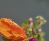 Nature Image