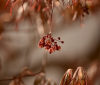 Nature Image