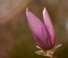 Nature Image
