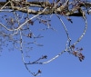 Nature Image