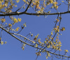 Nature Image