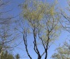 Nature Image
