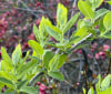 Nature Image