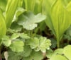 Nature Image