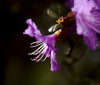 Nature Image
