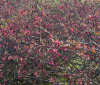 Nature Image