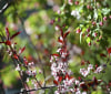 Nature Image